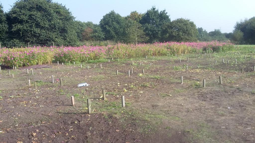 SDuddigan's tweet photo. It's harvest day at the  RHS #organicmatter plots. Bye bye #lavatera! Halfway through already! #RHSomplots https://t.co/EwAoj6EPKU