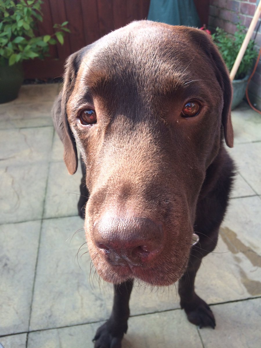 LabraMedic's tweet photo. Woof morning gorgeous ladiezz @pippapoodle @Briardpup  @digbythedog @Briardmums_pup https://t.co/0klmSqkyy7