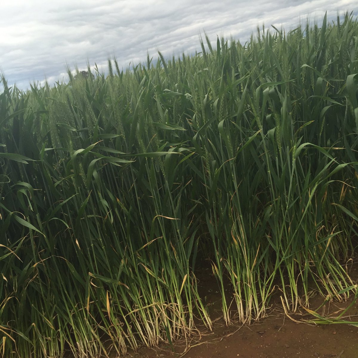 woodwest01's tweet photo. @agriprof @leighjbryan another happy paddock of Trojan 👍 https://t.co/tUL6gUm3NV