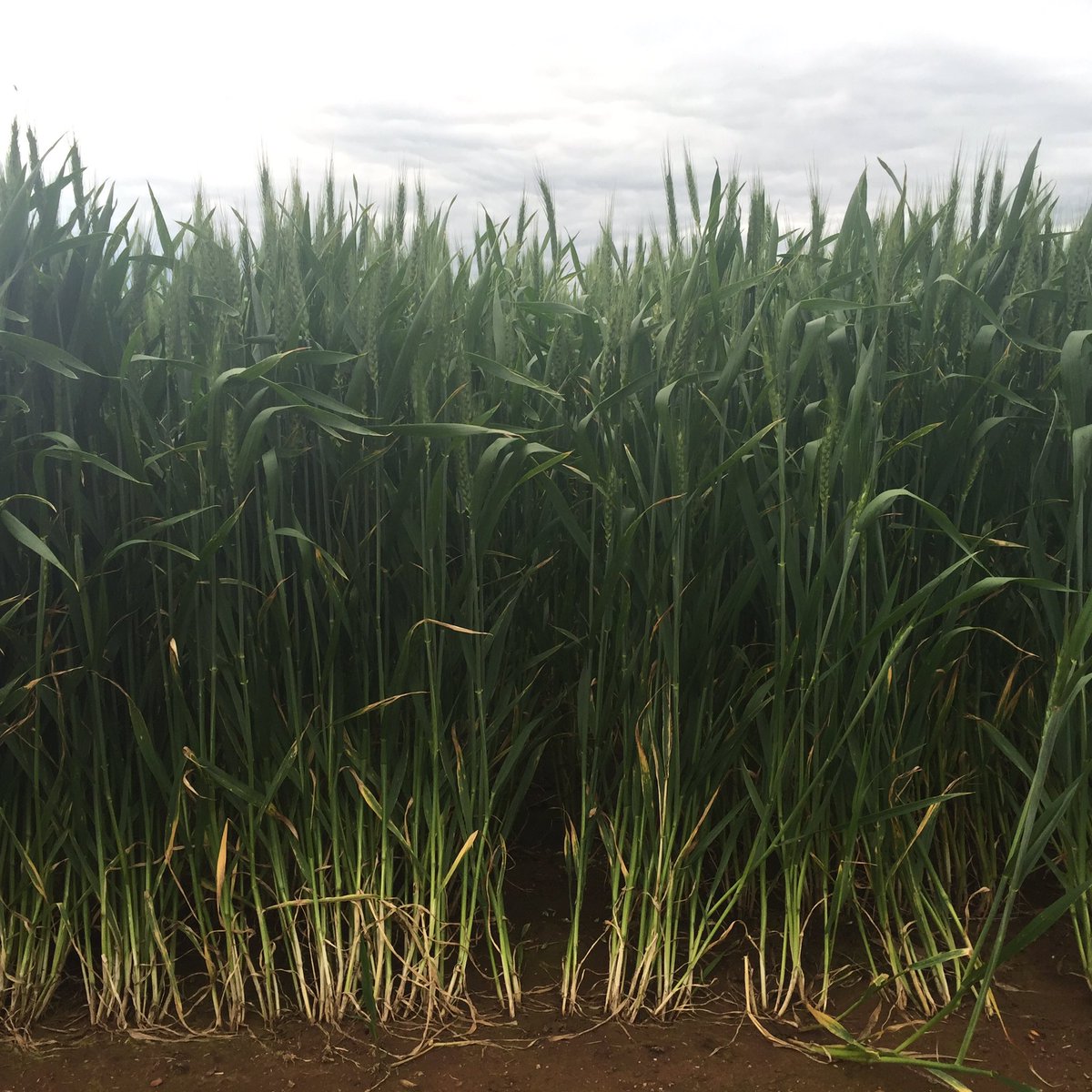 woodwest01's tweet photo. @agriprof @leighjbryan another happy paddock of Trojan 👍 https://t.co/tUL6gUm3NV