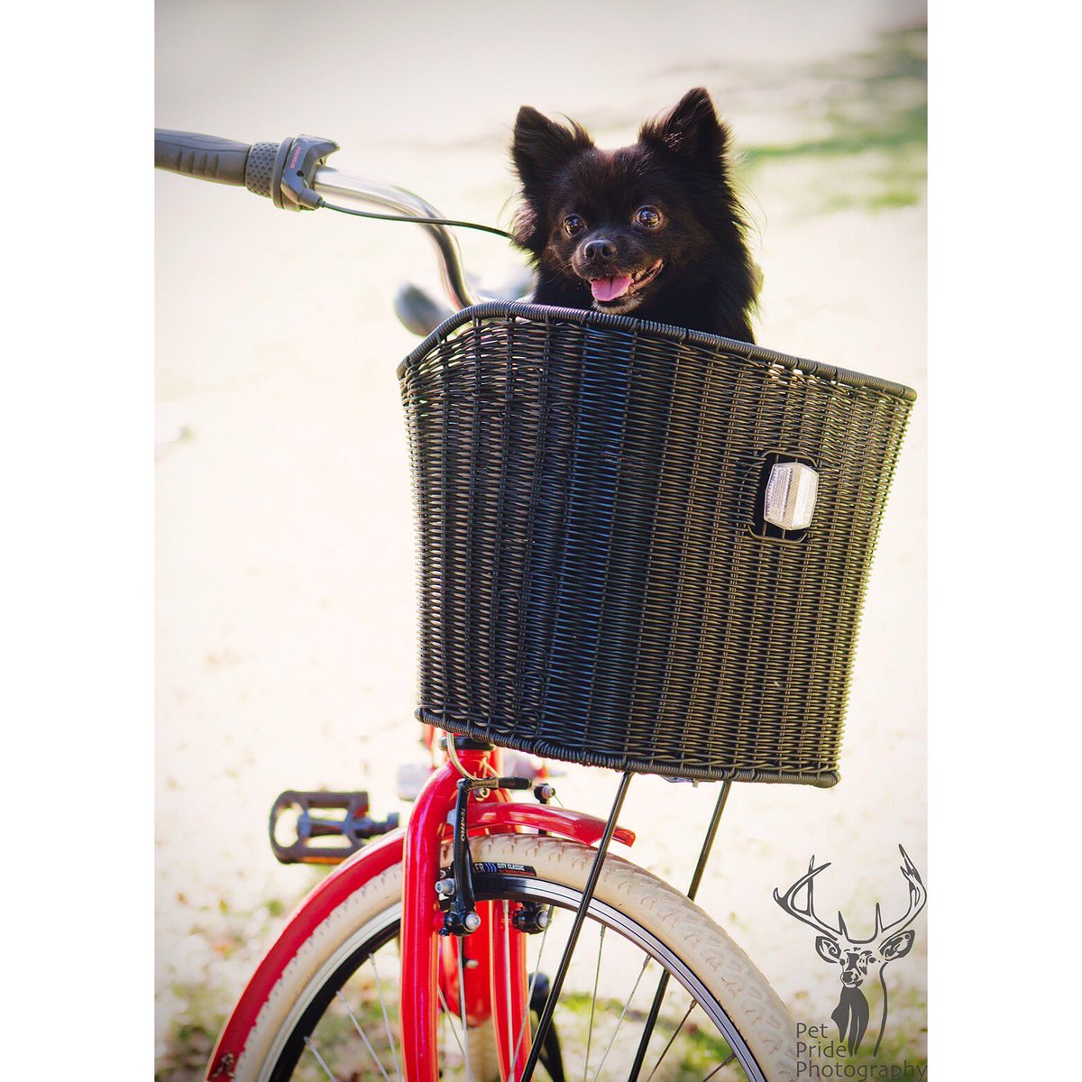 pet_pride's tweet photo. Some like to walk, some like to be carried... I like to roll! 
@AllDogsMatter #victoriapark #dogshow #ridetolive https://t.co/nsU15QLHFt