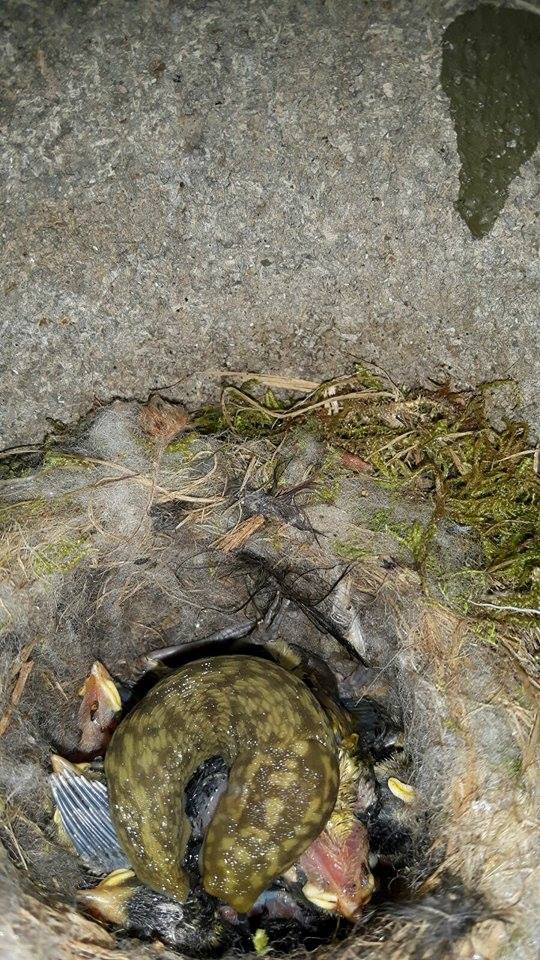 Cath_GoG's tweet photo. @connorwalsh @AChausson We observed leopard slugs predating on blue tit chicks in the UK! https://t.co/lV6WBhWQgx