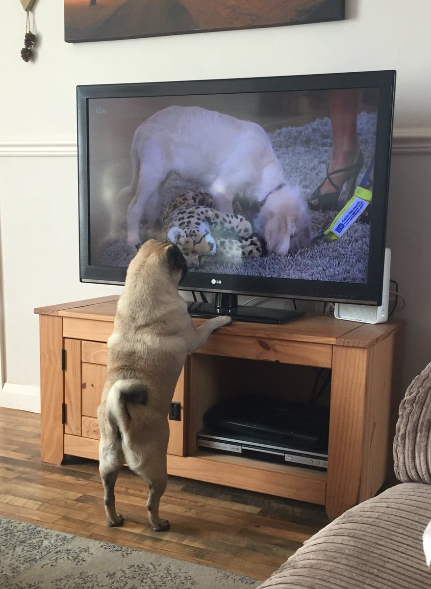Sammylittle91's tweet photo. @thismorning Little Ollie has taken a shining to Luna! Or Holly's shoes,  both are beautiful! #thismorning https://t.co/hTyqOgrpDs