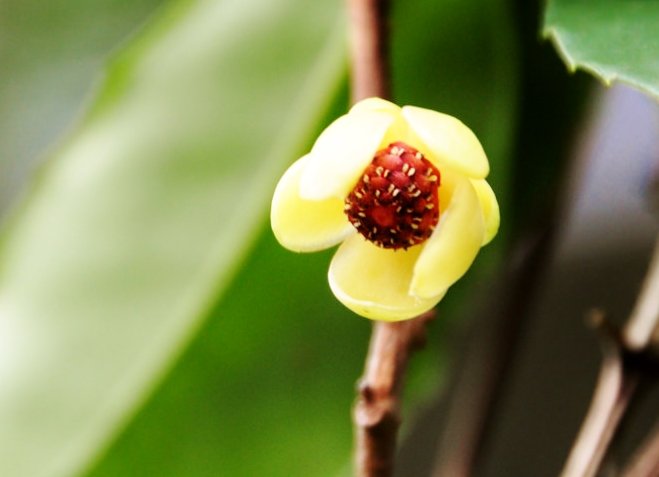 花 على تويتر 人はいさ思ひやすらむ 玉かづら 面影にのみいとど見えつつ 伊勢物語 第21段 あの人は出て行ってしまったが 私のことを思っているだろうか あの人の面影が幻のように浮かぶ 今日の誕生花 サネカズラ 花言葉 再会 ﾅｴ