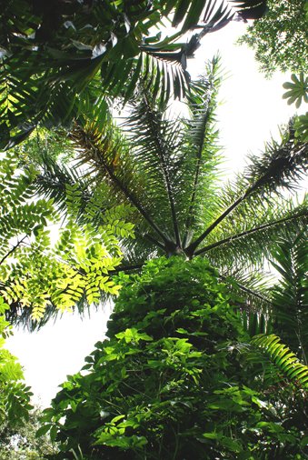 FairchildGarden's tweet photo. #ThursdayTodo: Check out our #Tropical #Rainforest today! https://t.co/jSdMzHN1mk