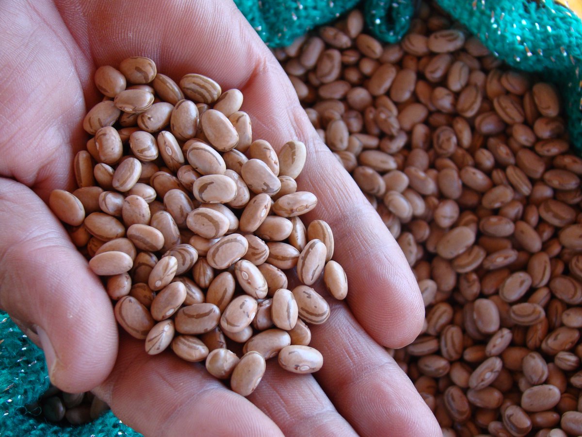 2016 é o Ano Internacional das Leguminosas. Mas o que são leguminosas? Pra quê servem? goo.gl/V3zwb8