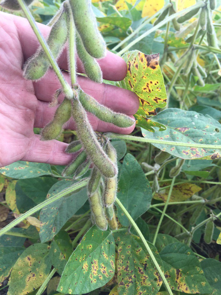 joeryan400's tweet photo. @SEMENCESPRIDE @PRIDESEEDS #5BEANPOD #PS1716R2 #ROUNDUPREADY2YIELD#COFS16 https://t.co/BqDzlVKLC3