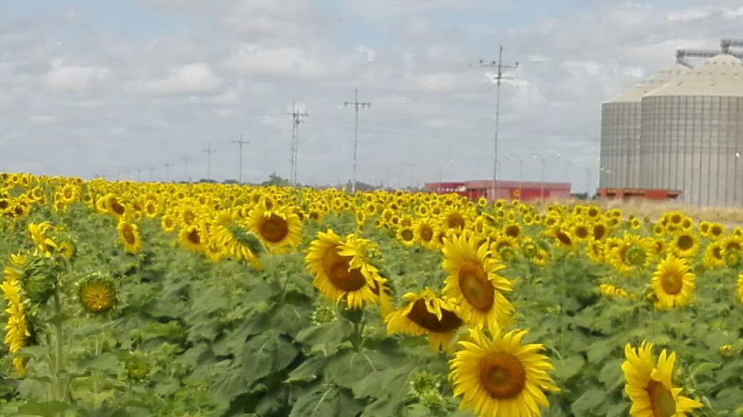 yvangil's tweet photo. Hoy desde la Mesa de Guanipa en la Empresa Abreu e Lima filial @DelAgroVe crecen los girasoles de la patria!! https://t.co/FwGNVRQxa2