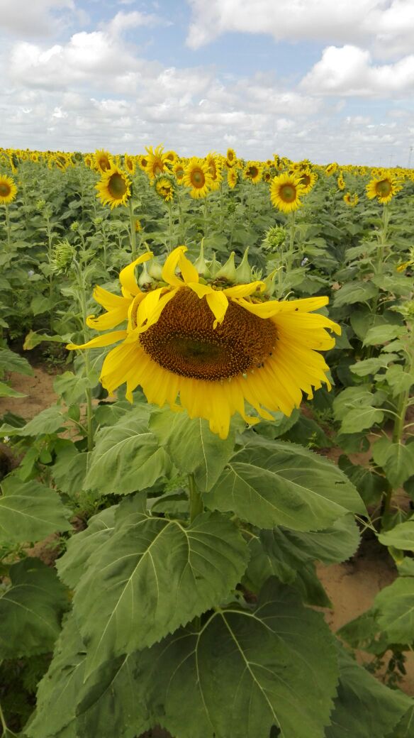 yvangil's tweet photo. Hoy desde la Mesa de Guanipa en la Empresa Abreu e Lima filial @DelAgroVe crecen los girasoles de la patria!! https://t.co/FwGNVRQxa2