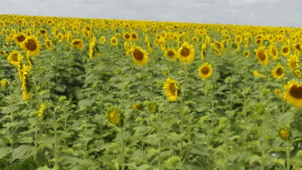 yvangil's tweet photo. Hoy desde la Mesa de Guanipa en la Empresa Abreu e Lima filial @DelAgroVe crecen los girasoles de la patria!! https://t.co/FwGNVRQxa2