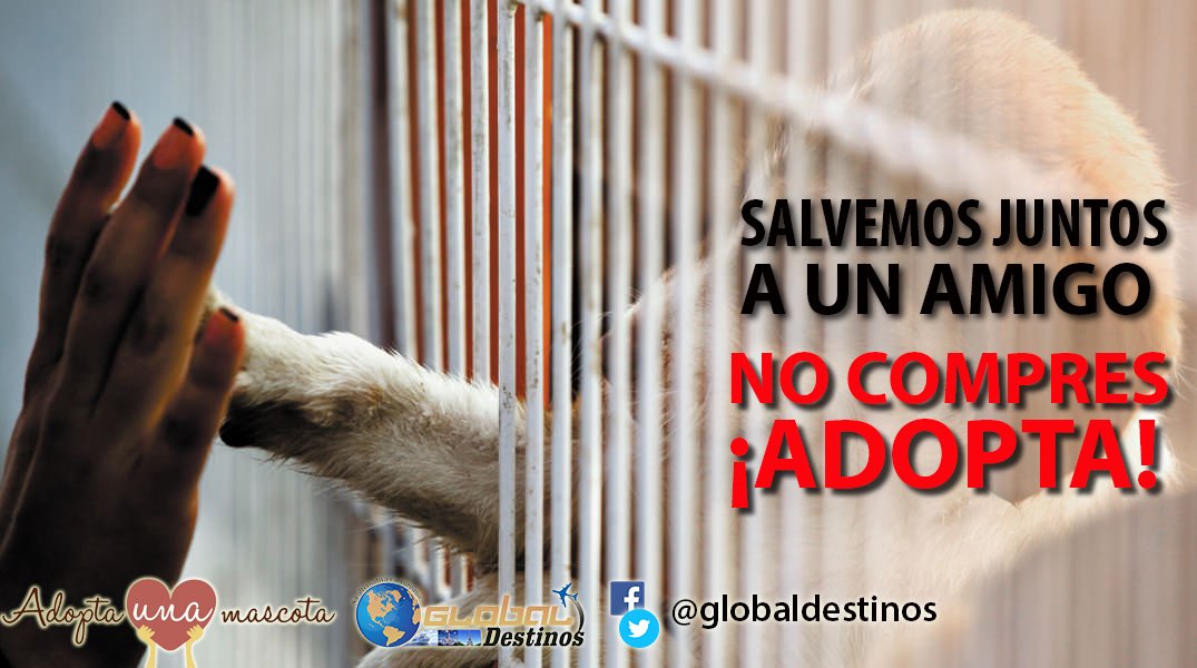 GlobalDestinos's tweet photo. feliz jueves
#globaldestinos#
#nocompresadopta# https://t.co/Z54xBkvDGc