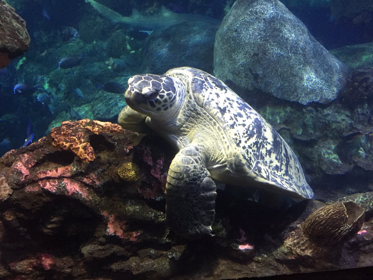 PainterPeople's tweet photo. Stewie is chilling out @TNAquarium #stemfellows #stf5 https://t.co/8YO1eoV4jQ