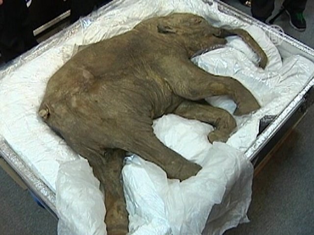 #Mammoths #with #permafrost https://www.youtube.com/watch?v=PeARP2tJe0Q . 