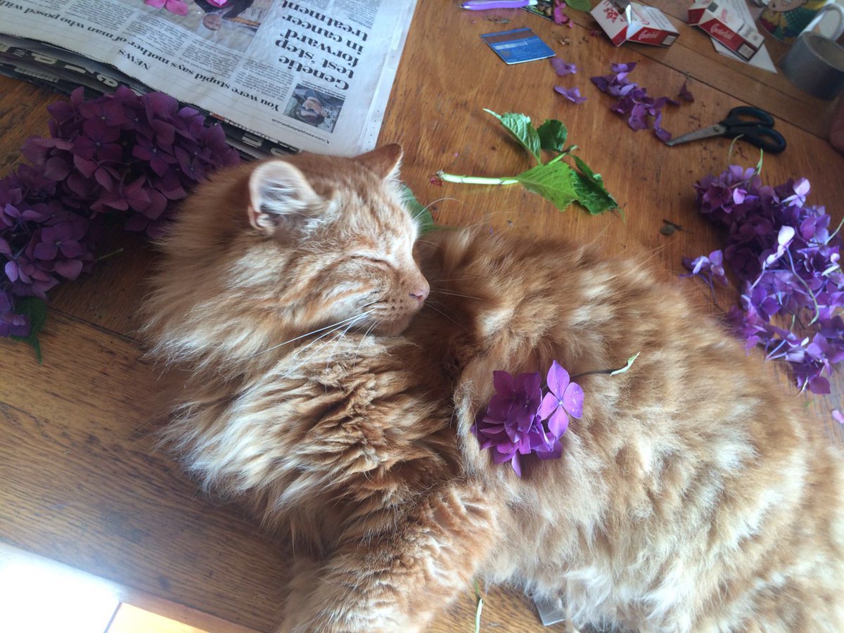 candles_bloom's tweet photo. Our Candles in Bloom partner is working hard on drying out flowers, you can see the results here. https://t.co/UhkEgNgVKX