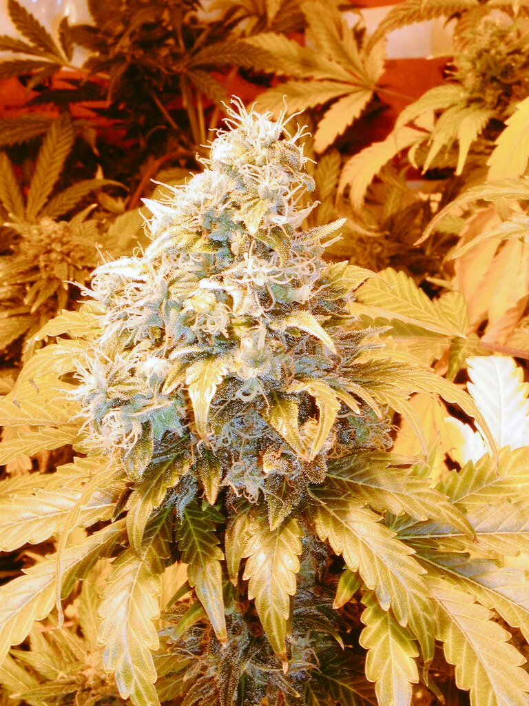 CrazySeedsCL's tweet photo. Buenos días señores ya esta todo dispuestos en nuestra web. Que tengan un lindo jueves #CrazySeeds #JointDoctor https://t.co/fXMPVXe6D9