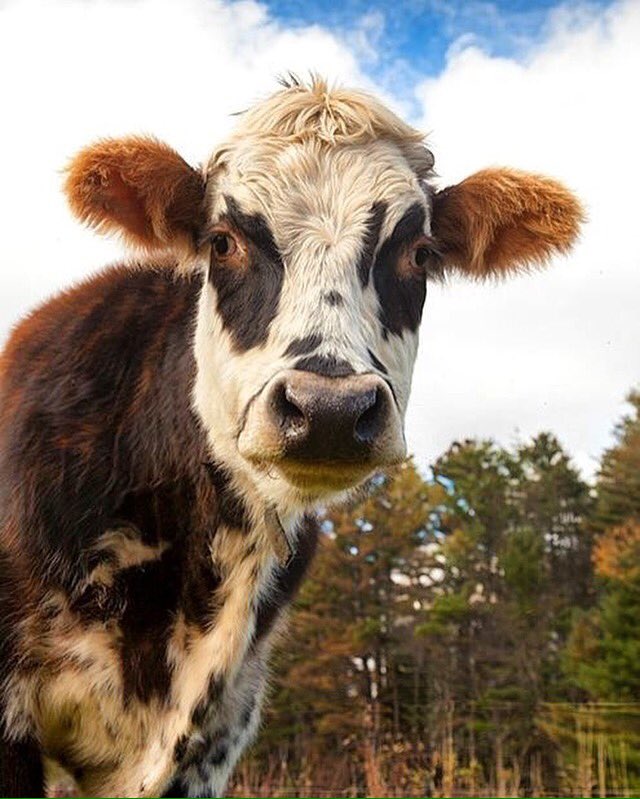 justcutecows's tweet photo. Don't have a cow, man. ✌️️🐮 #justcows #cows #calf #govegan #likeusonfacebook https://t.co/ynIEjff8JQ