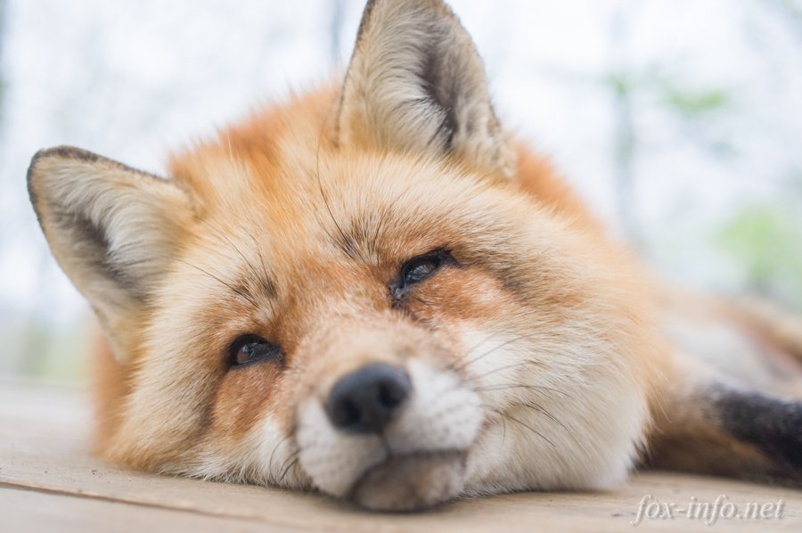 fox_info_net's tweet image. (ねむみ。。。)
 fox-info.net/fox-photo/arch…