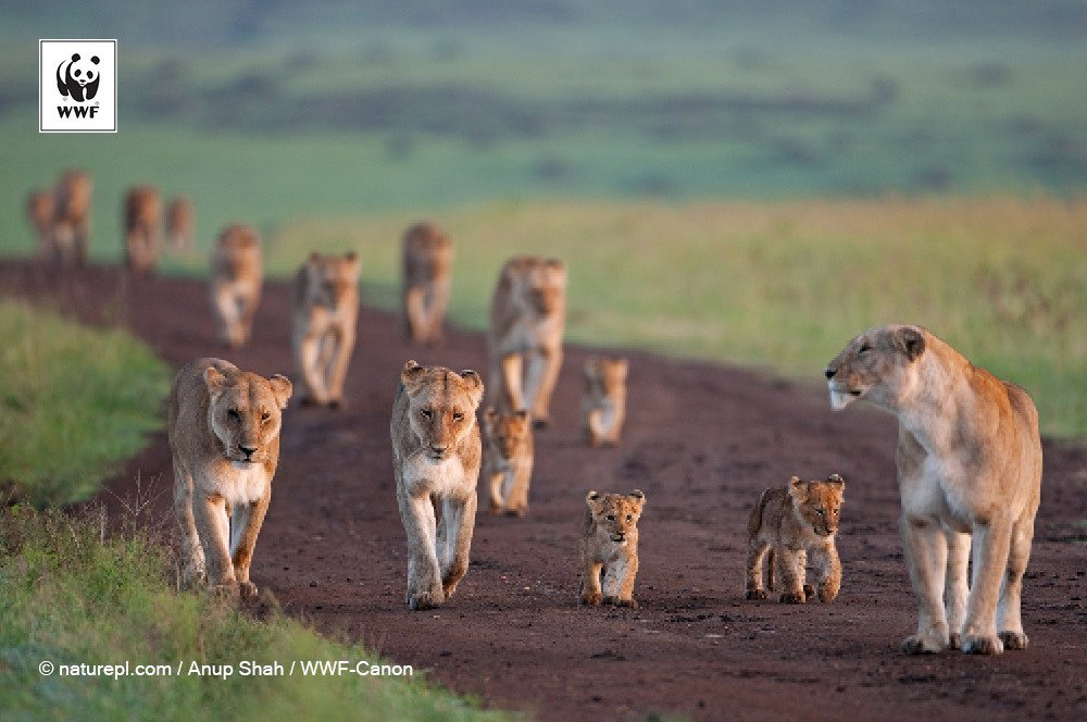wwf_uk's tweet photo. Happy #WorldMaraDay! Check out our Top 10 facts about the magnificent Mara #LoveNature https://t.co/udS7LDXErz https://t.co/wZQgauraAq