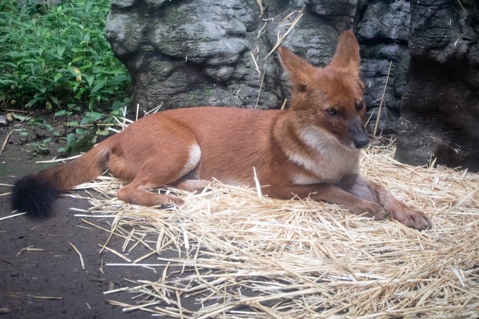 けもフレ３で話題 ドール アカオオカミ の生態を紹介 実は絶滅危惧種だった 生き物ネット