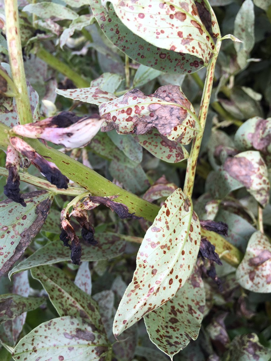 grassrootsag's tweet photo. Some faba beans are under stress, chocolate spot smashing this crop from combination of waterlogging &amp; no fungicide https://t.co/qahTPogp56