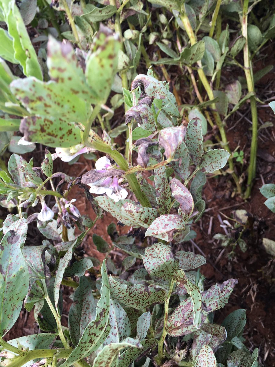 grassrootsag's tweet photo. Some faba beans are under stress, chocolate spot smashing this crop from combination of waterlogging &amp; no fungicide https://t.co/qahTPogp56
