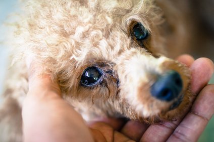elStudents's tweet photo. Do you get your pet checked on a regular basis? TICKS ARE BECOMING A PROBLEM IN THE UK
https://t.co/FaQqhp4YC6 https://t.co/aaPSw9LqFZ