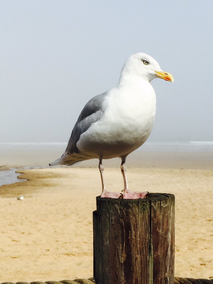 PlanitDesignUK's tweet photo. Treated to a nice lunch @Crusoes1 after a long survey. Managed not to share it with this guy! #Tynemouth #seagull https://t.co/rberSGAqOw