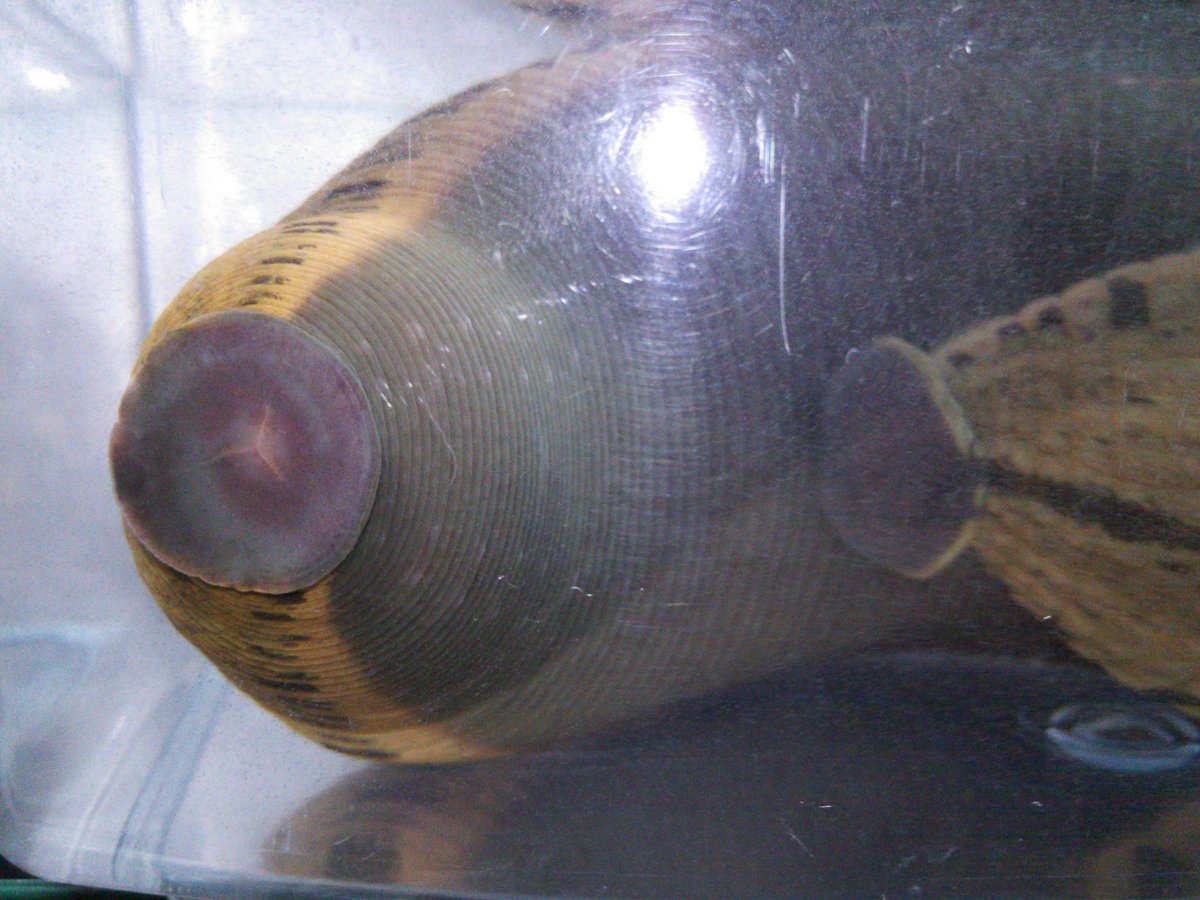 魚類、水生生物 医療用ヒル（ネッタイチスイビル）