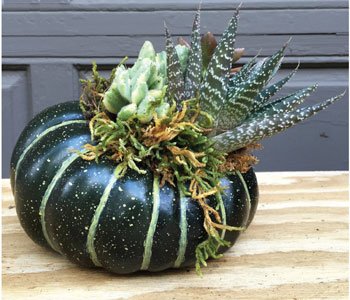 Gourd Gorgeous! An easy container recipe: ballpublishing.com/GreenProfit/Vi…