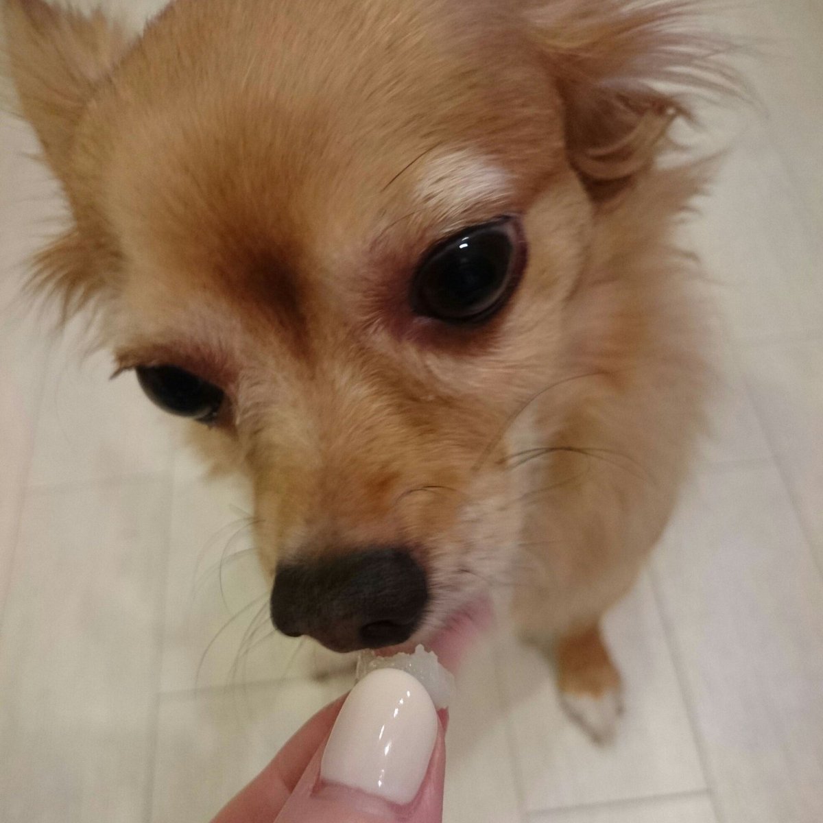 alohacrown's tweet photo. くぅちゃんと梨 - 3 #チワワ #チワワ画像 #chihuahua #わんこ #犬 #犬好き #happy_dog
いつものチビチビ食べw
https://t.co/1r21o2zl4T https://t.co/Jd9QrtAZNe