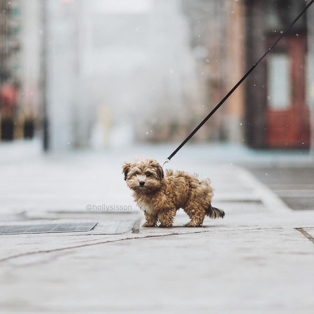 hollysisson's tweet photo. #tbt to Oliver’s first snowy outing in downtown #Toronto
#Havanese #puppy #dog #pet #petph… https://t.co/88p9I83u4L https://t.co/zPmKWQNaTH