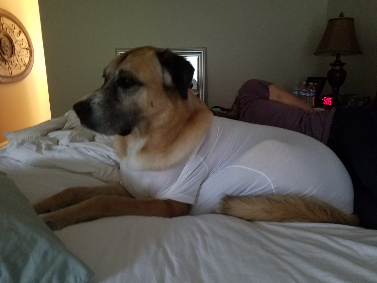 TommyJohn's tweet photo. Undershirt story that warms our heart: Ol' Lucy here wears one from Tommy John to calm her during storms. #FUthunder https://t.co/628GeWeawO