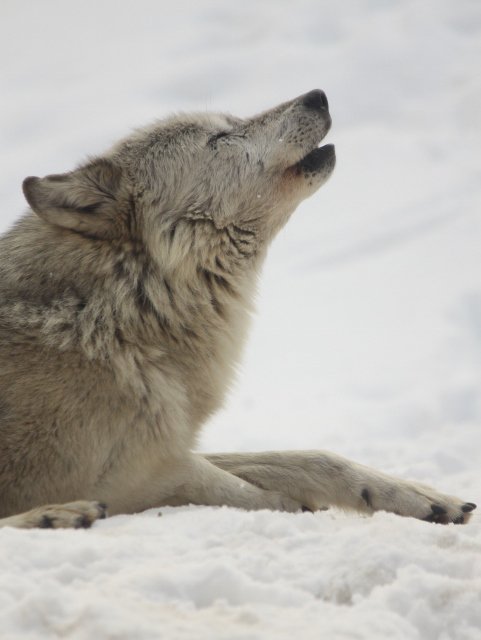 狼祭実行委員 現実のオオカミの遠吠えと空にかかる月とはまったく関係がないことは既に明らかになっていますが オオカミ に興味を持つきっかけとなってくれるイベントのひとつとしてオオカミ好きな皆さまには楽しみにしている方も多いと思います 狼情報