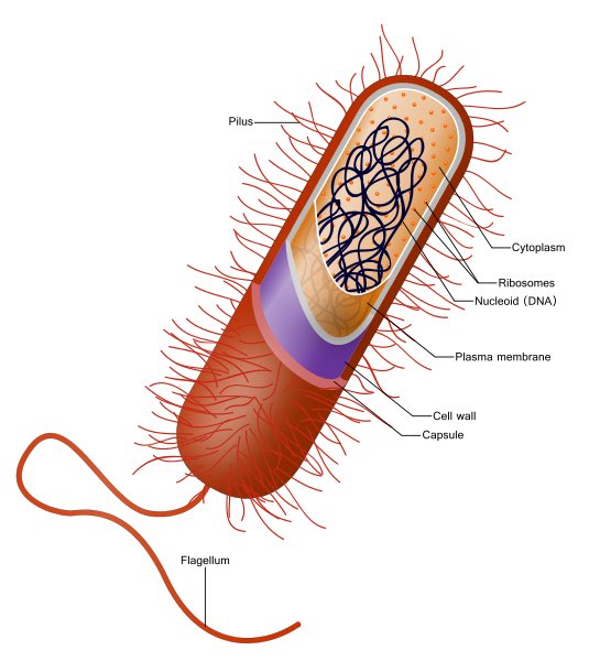 RiboReagan's tweet photo. @FlagellaCilia Yo I Found Your Cell Structure https://t.co/oYNpyYXpQW