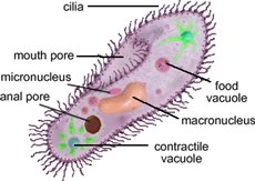 RiboReagan's tweet photo. @FlagellaCilia Yo I Found Your Cell Structure https://t.co/oYNpyYXpQW