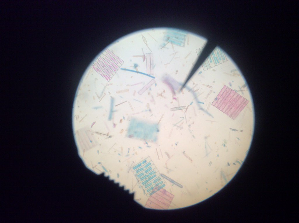 DebbieGatrel's tweet photo. Learning about life through the use of microscopes! @MS_ESSD40 #ESMSbestyearever https://t.co/lwZzjg2gBr