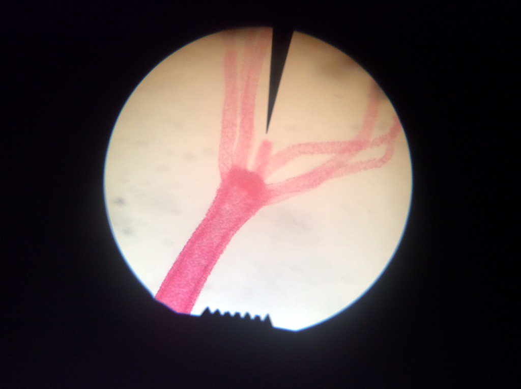 DebbieGatrel's tweet photo. Learning about life through the use of microscopes! @MS_ESSD40 #ESMSbestyearever https://t.co/lwZzjg2gBr
