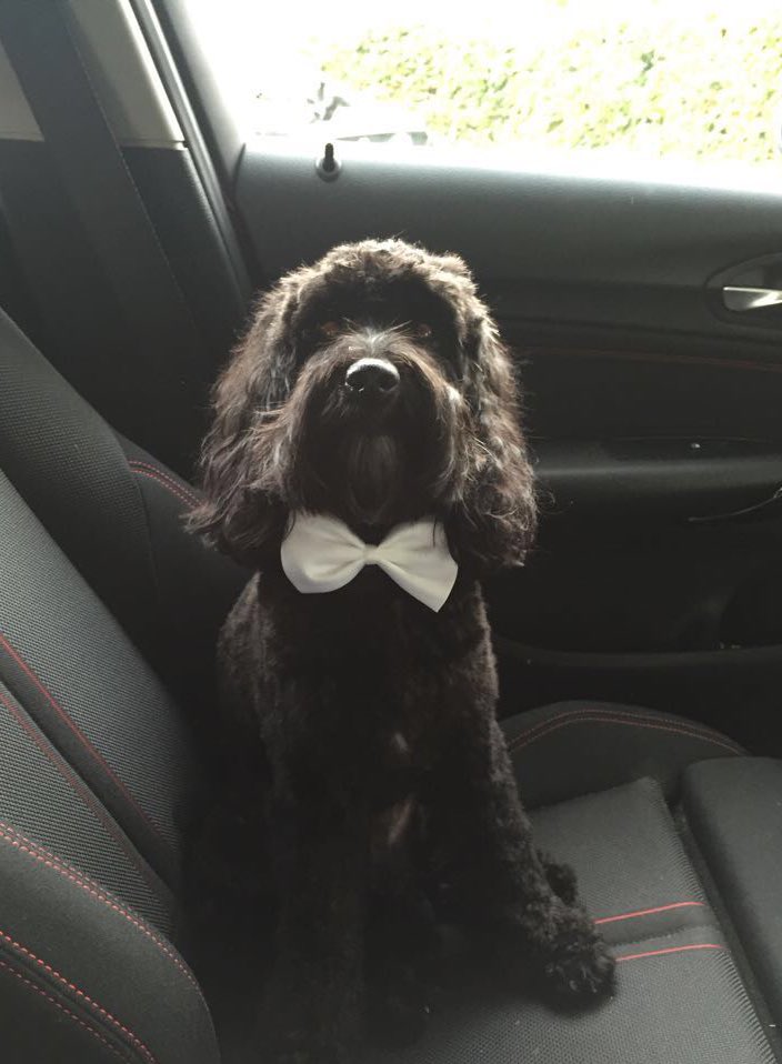 flintythedoodle's tweet photo. My New 'Do and Snazzy Bow Tie #dapperdug https://t.co/0mQcl7K1ty