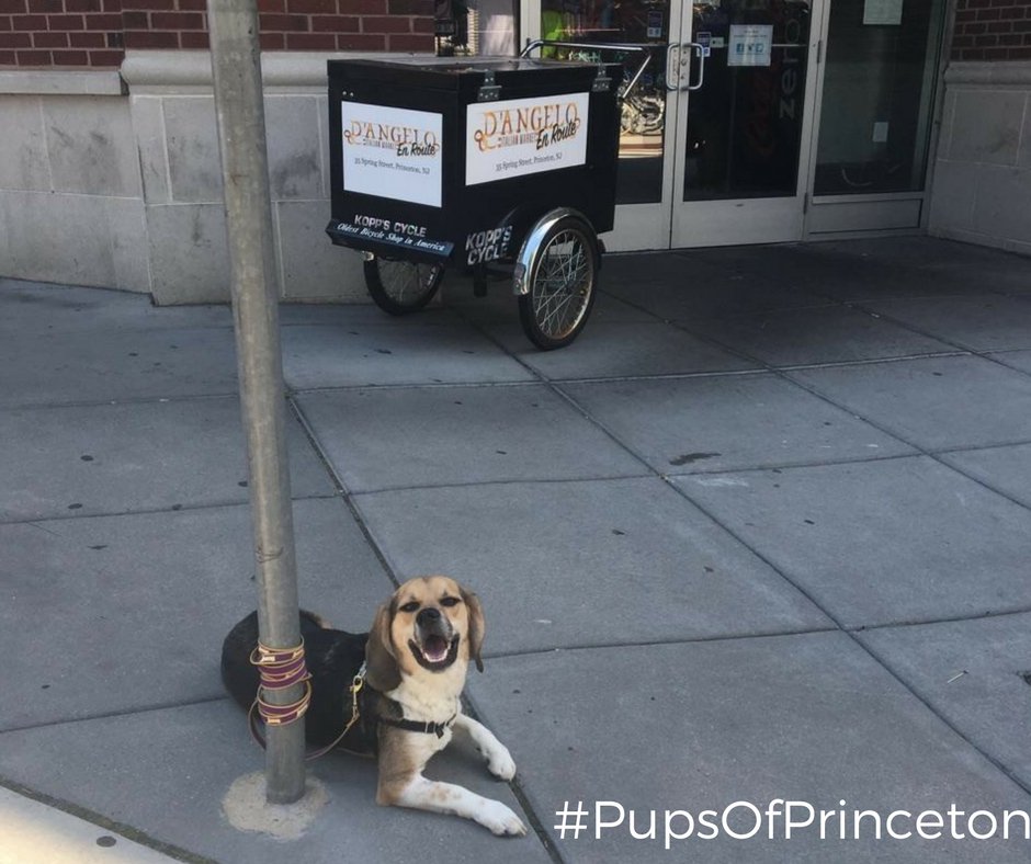 PrincetonMercer's tweet photo. This Princeton pup was very excited to be visiting @DAngeloMarket today! #smile #PupsOfPrinceton https://t.co/kPK8Tj2TWa