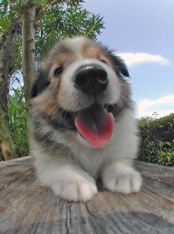 MindBlowing's tweet photo. PHOTOS OF PUPPIES TAKEN WITH A FISH-EYE LENS https://t.co/r4Y1VJDRQN