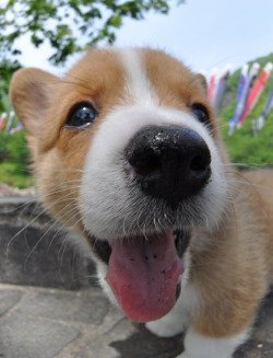MindBlowing's tweet photo. PHOTOS OF PUPPIES TAKEN WITH A FISH-EYE LENS https://t.co/r4Y1VJDRQN