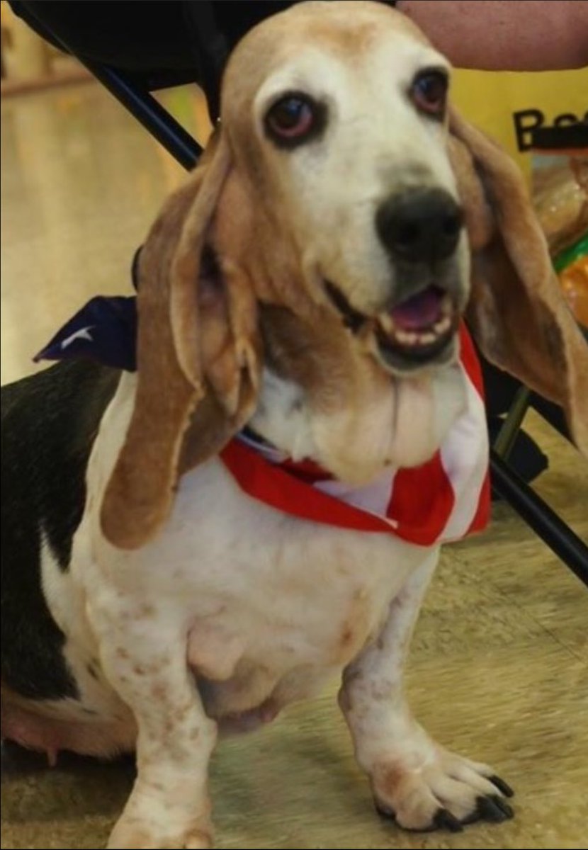 Howdy y'all! My name is Ginger and I'm a Texan! Any folks out there looking for a new hound? I'm available !! #hound
