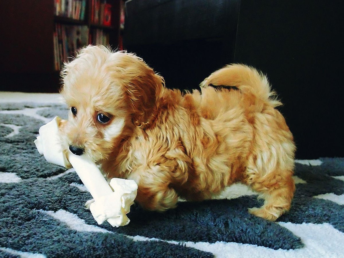 Whateverydogdeserves On Twitter Thursdaymotivation 15 Pictures
