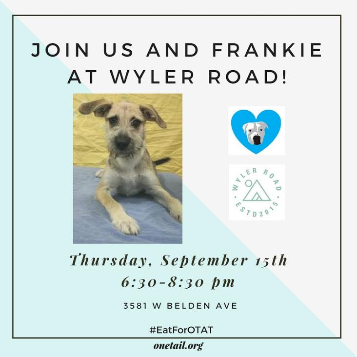 onetailatatime's tweet photo. Meet this adoptable scruffy beardo pup TONIGHT at @wyler_road! https://t.co/u8DHch0VXN