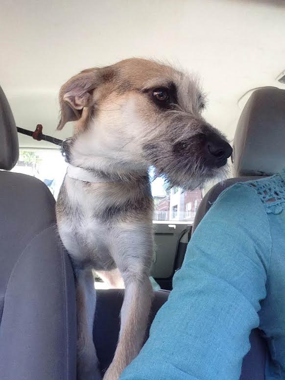 onetailatatime's tweet photo. Meet this adoptable scruffy beardo pup TONIGHT at @wyler_road! https://t.co/u8DHch0VXN