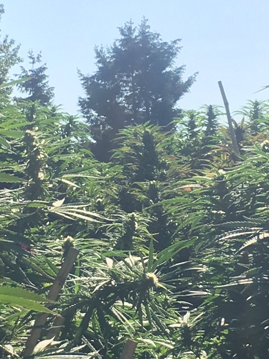 Please follow us <a href="/RoyalAmbrosia/">Royal Ambrosia</a> for future "Goochy gardens"pics we have the latest bloom pics also on Instagram