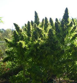 420cannabisseed's tweet photo. Wish the trees in my garden looked like this
#WeedTrees https://t.co/4ke4TDYqCq