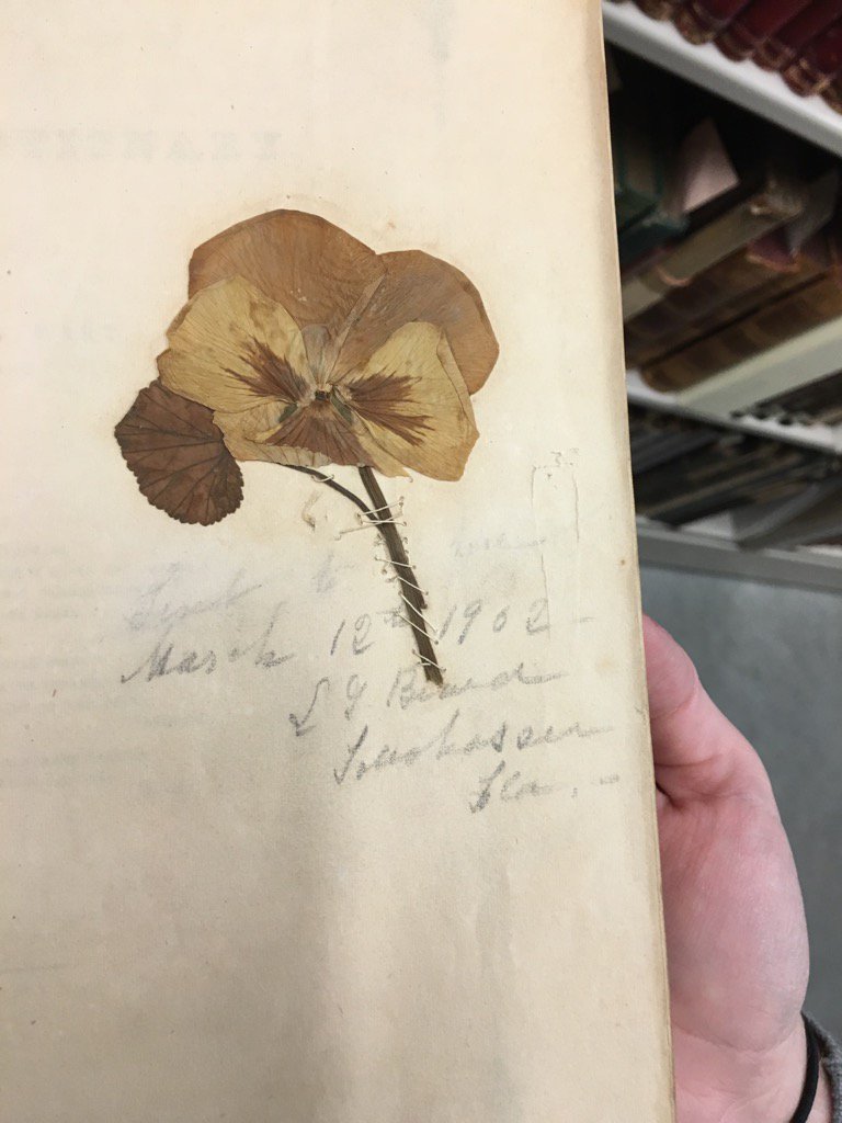 Pansy, sewn onto a fly leaf in 1902. Flora's Dictionary 1837. #foundinlibraries #UVaSCLibrary