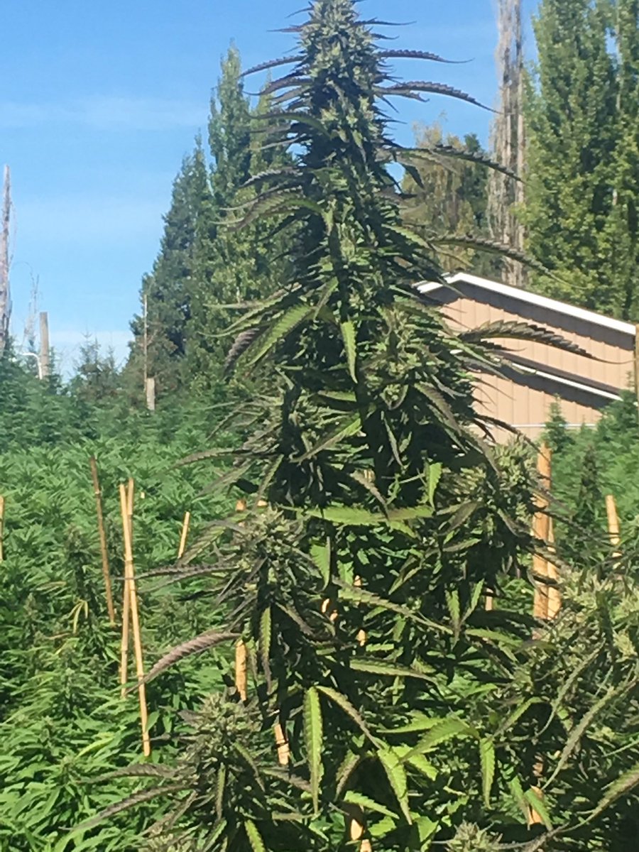 goochygardens (@goochygardens) on Twitter photo 