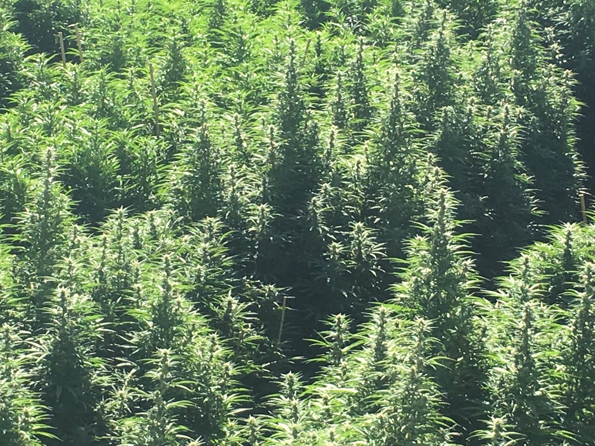 Please follow us <a href="/RoyalAmbrosia/">Royal Ambrosia</a> for our latest bloom pics!